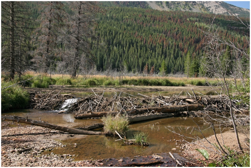 07 - Rocky Mountains NP (06).jpg